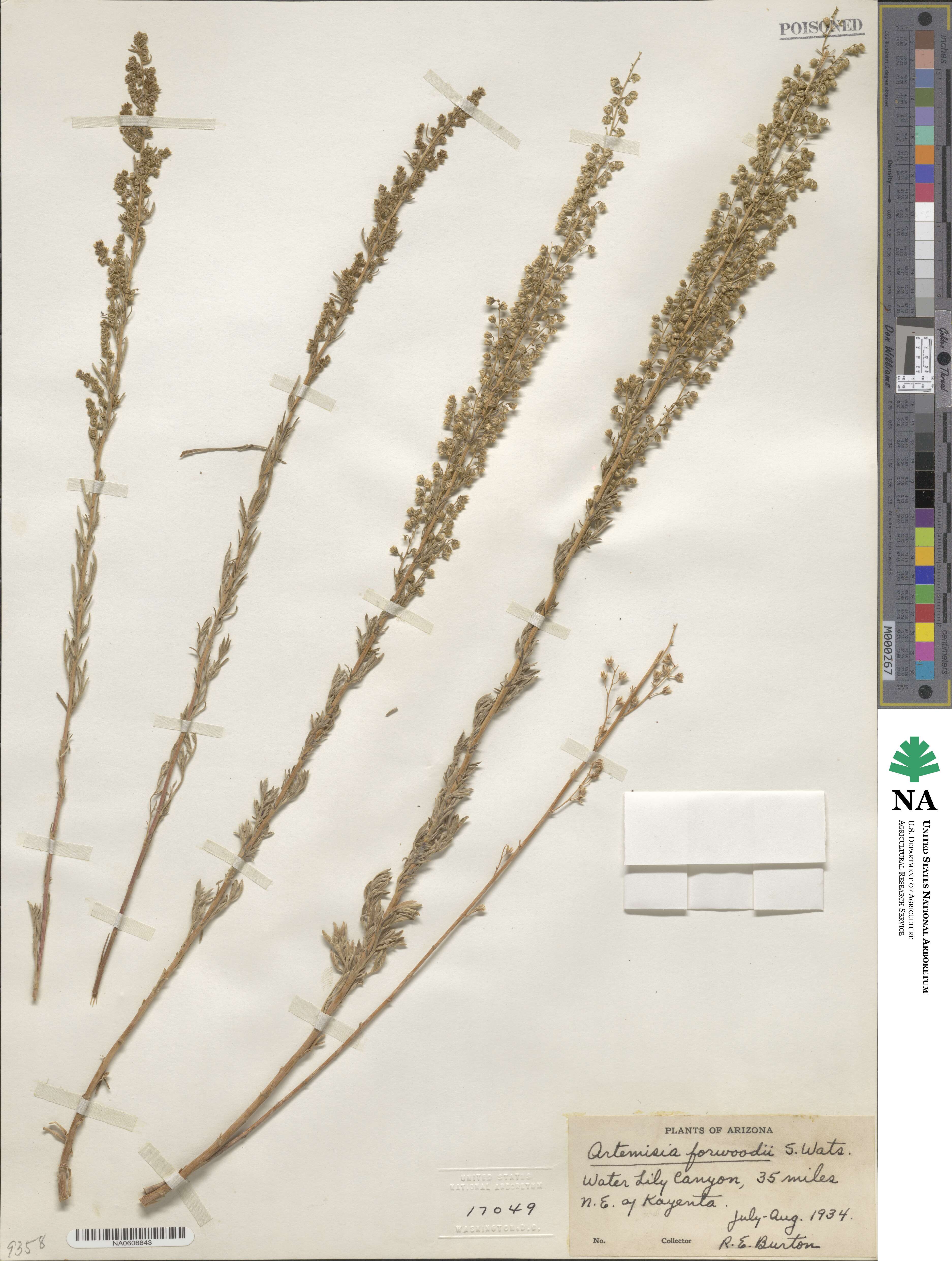 Artemisia canadensis image