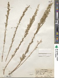 Artemisia canadensis image