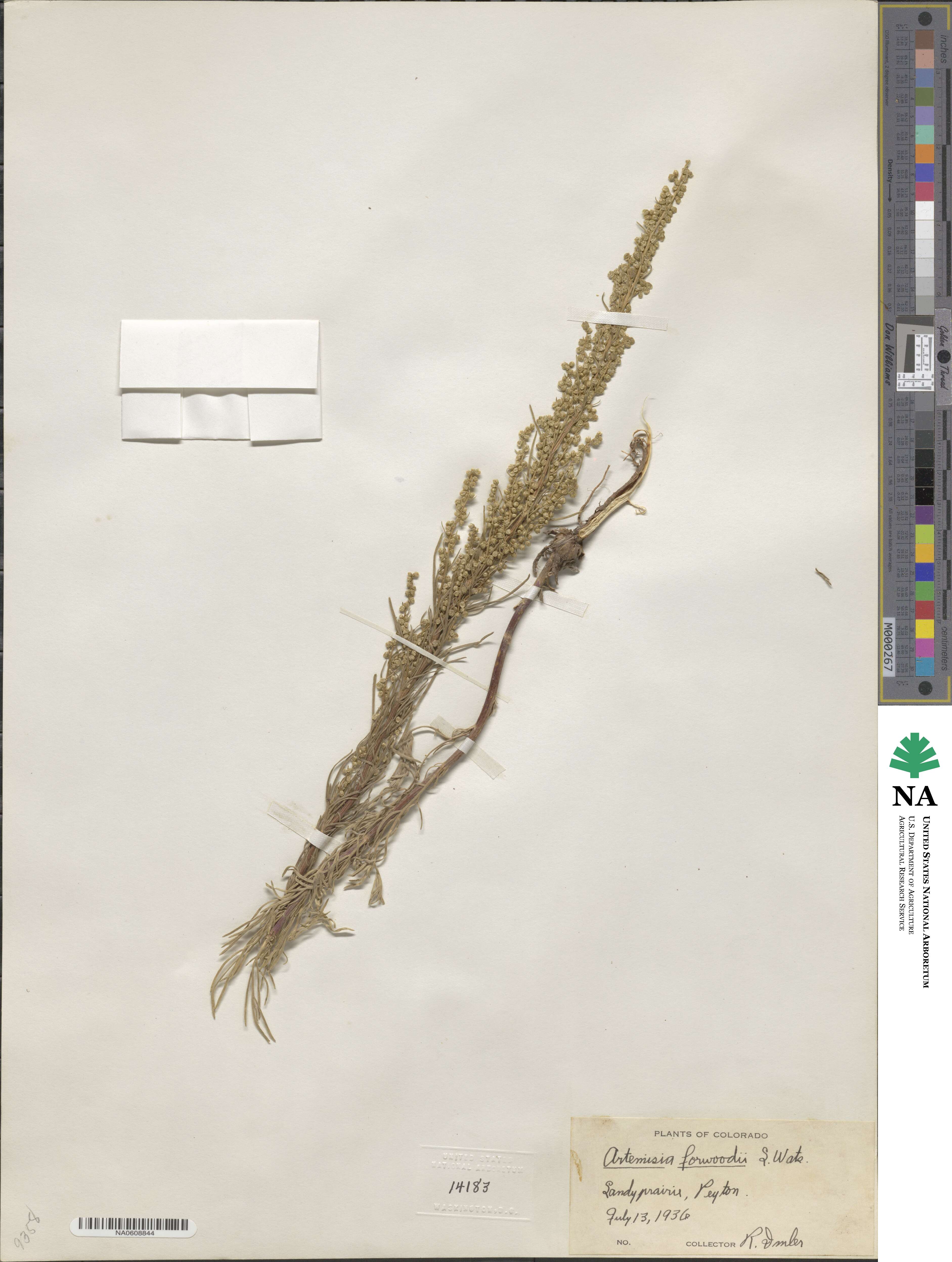 Artemisia canadensis image