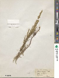 Artemisia canadensis image