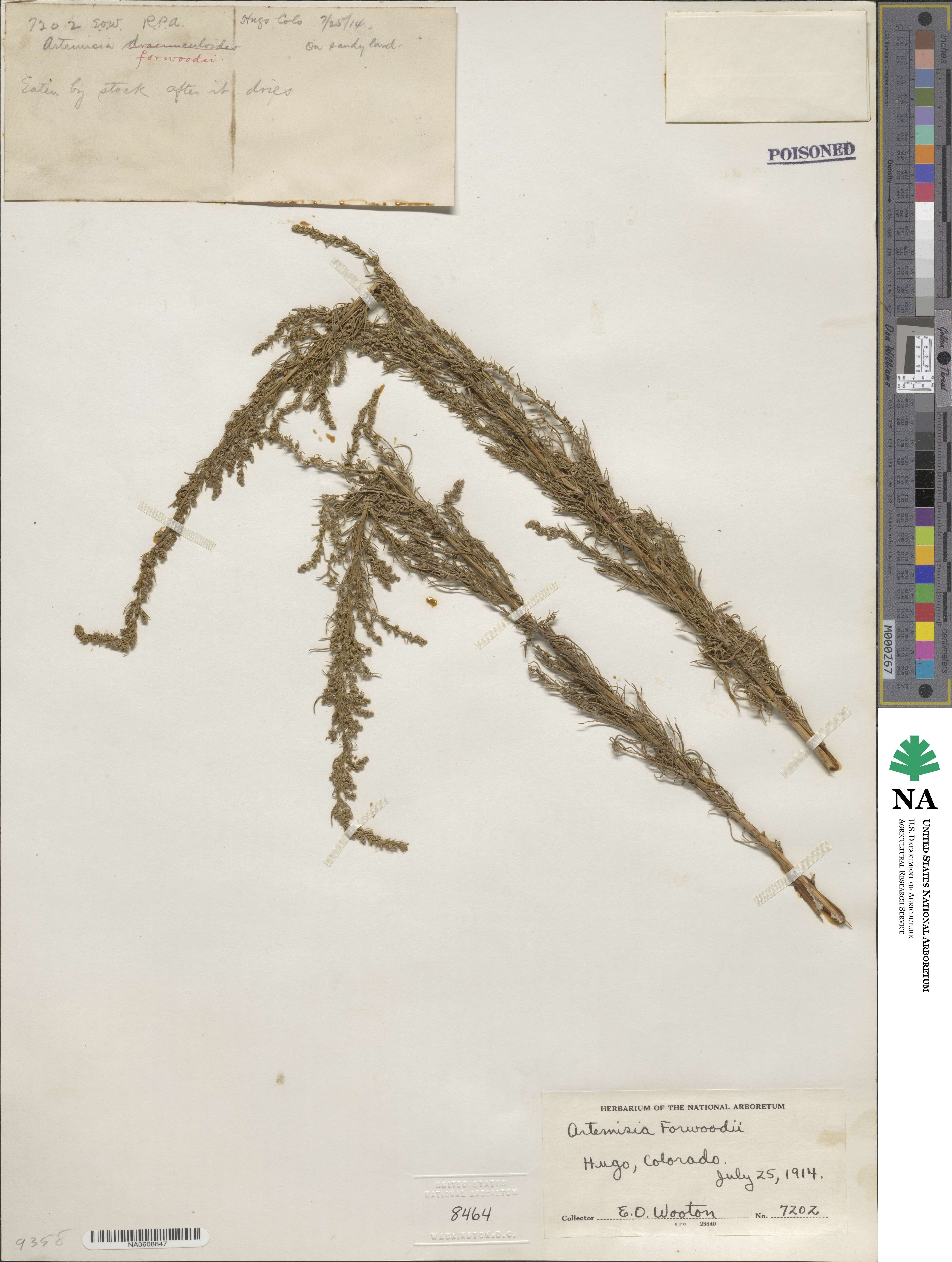 Artemisia canadensis image