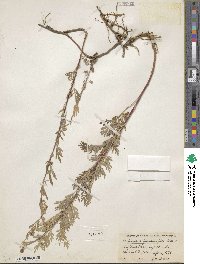 Artemisia franserioides image