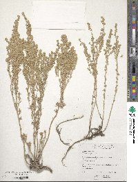 Artemisia frigida image