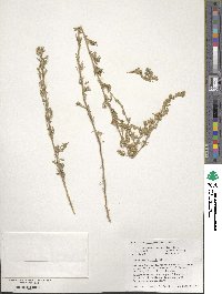 Artemisia frigida image