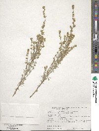 Artemisia frigida image