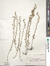 Artemisia frigida image