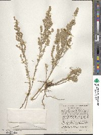 Artemisia frigida image