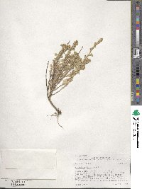 Artemisia frigida image