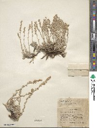 Artemisia frigida image