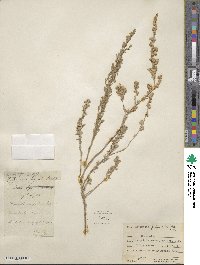 Artemisia frigida image