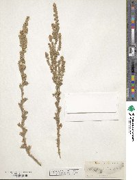 Artemisia frigida image