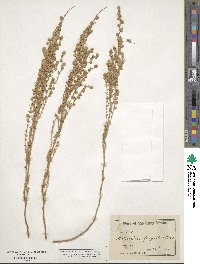 Artemisia frigida image