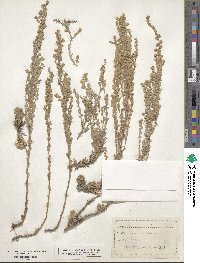 Artemisia frigida image