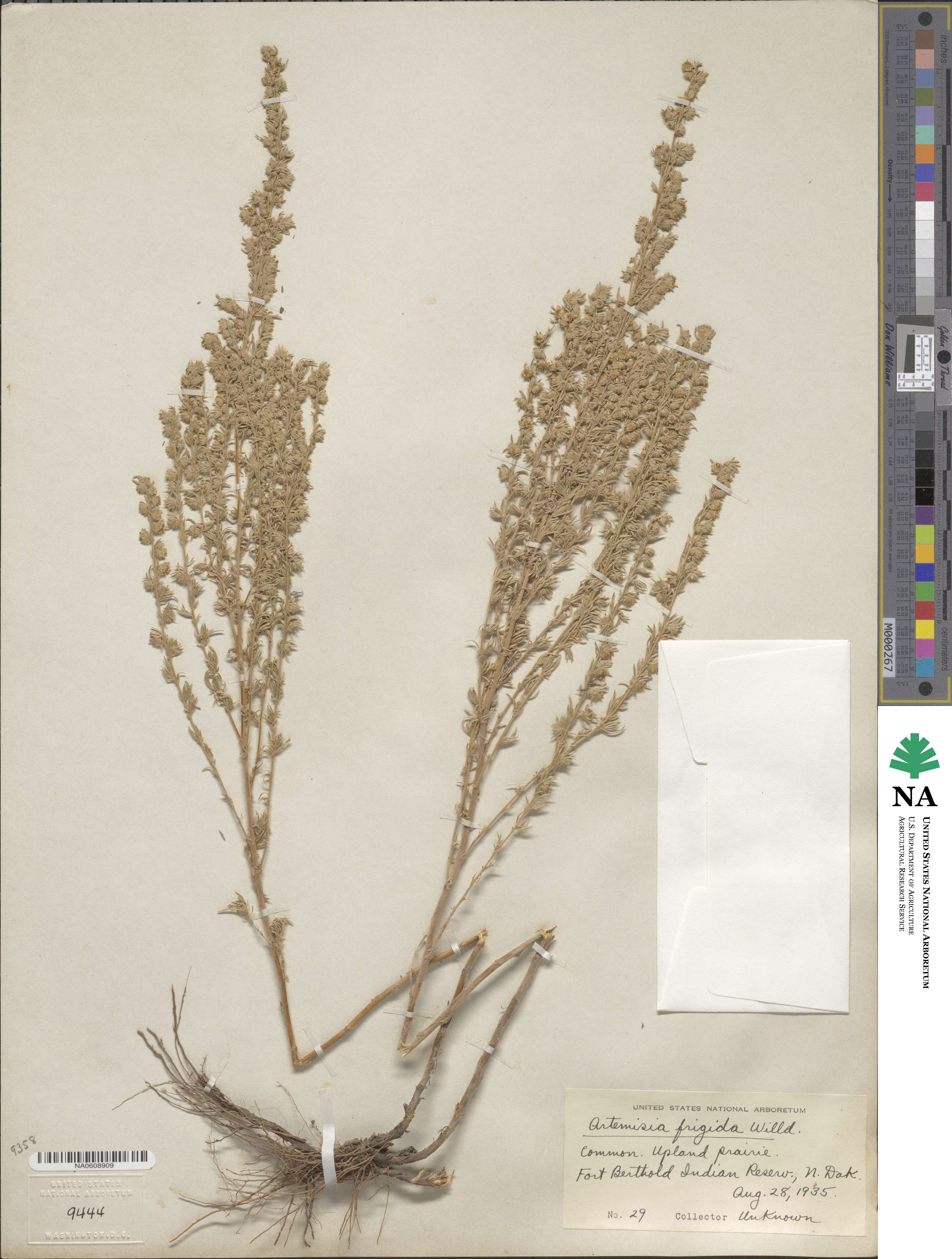 Artemisia frigida image