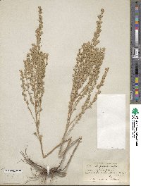 Artemisia frigida image