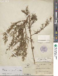 Artemisia glauca image