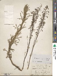 Artemisia glauca image