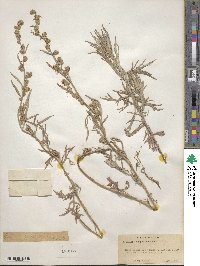 Artemisia ludoviciana image