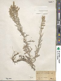 Artemisia ludoviciana image