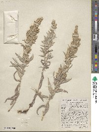 Artemisia ludoviciana image