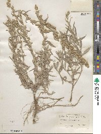 Artemisia ludoviciana image