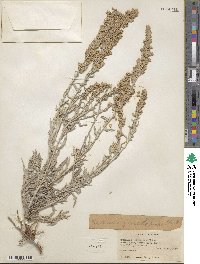 Artemisia ludoviciana subsp. ludoviciana image