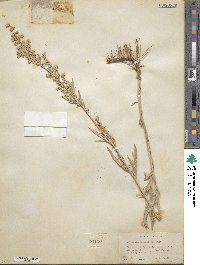 Artemisia ludoviciana subsp. ludoviciana image