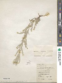 Artemisia ludoviciana image