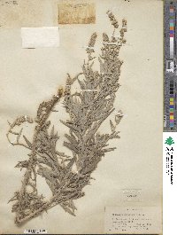 Artemisia ludoviciana image