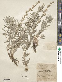 Artemisia ludoviciana image