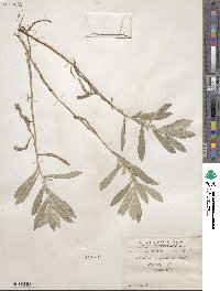 Artemisia ludoviciana image