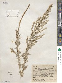 Artemisia ludoviciana subsp. ludoviciana image