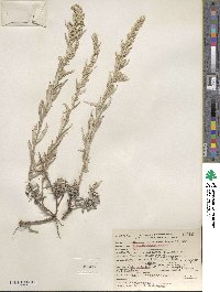 Artemisia ludoviciana subsp. ludoviciana image