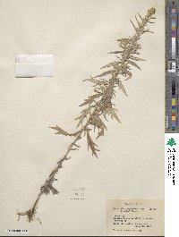 Artemisia ludoviciana image