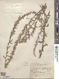 Artemisia ludoviciana subsp. ludoviciana image