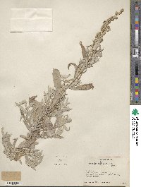 Artemisia ludoviciana image