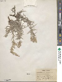 Artemisia ludoviciana image