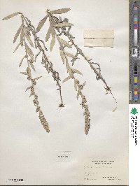 Artemisia ludoviciana subsp. ludoviciana image