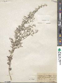 Artemisia ludoviciana subsp. ludoviciana image