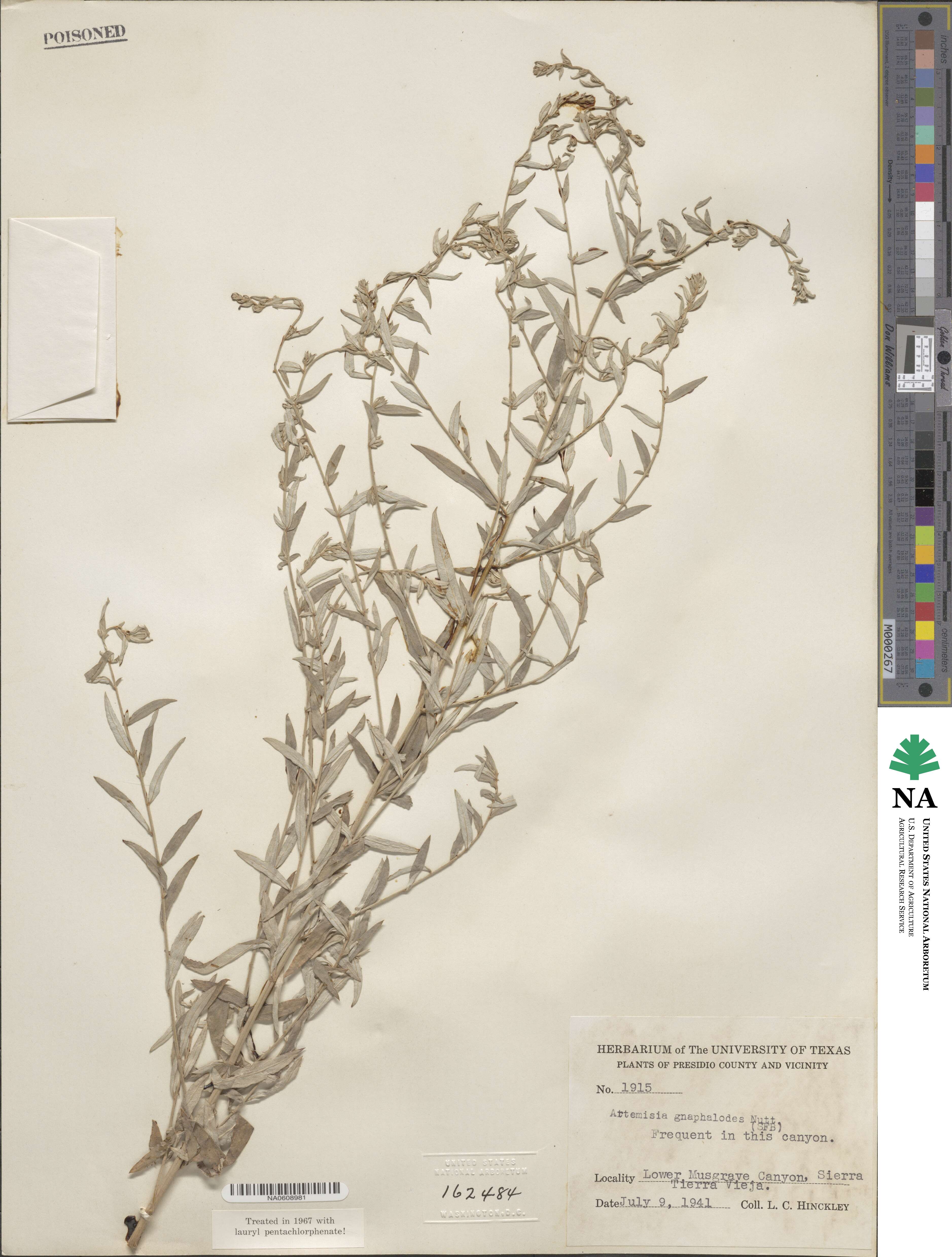 Artemisia ludoviciana subsp. ludoviciana image