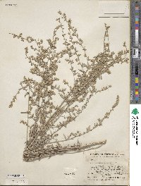 Artemisia ludoviciana image