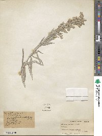 Artemisia ludoviciana subsp. ludoviciana image