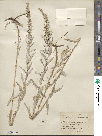 Artemisia ludoviciana subsp. ludoviciana image