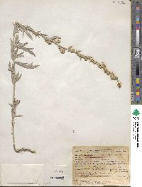 Artemisia ludoviciana image