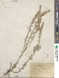 Artemisia ludoviciana subsp. ludoviciana image