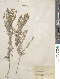 Artemisia ludoviciana subsp. ludoviciana image