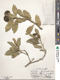 Citrus aurantiifolia image