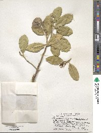 Citrus aurantiifolia image