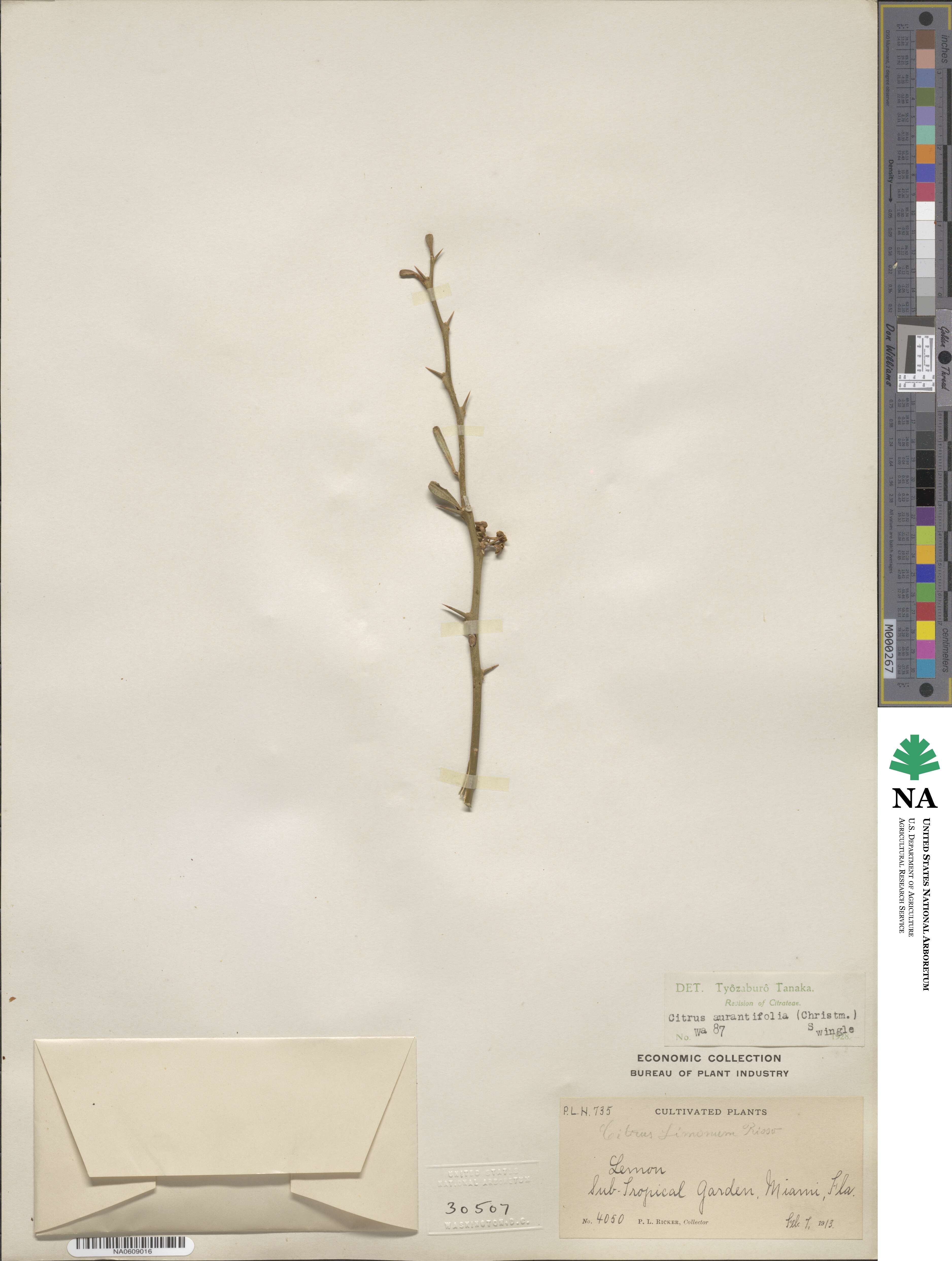 Citrus aurantiifolia image
