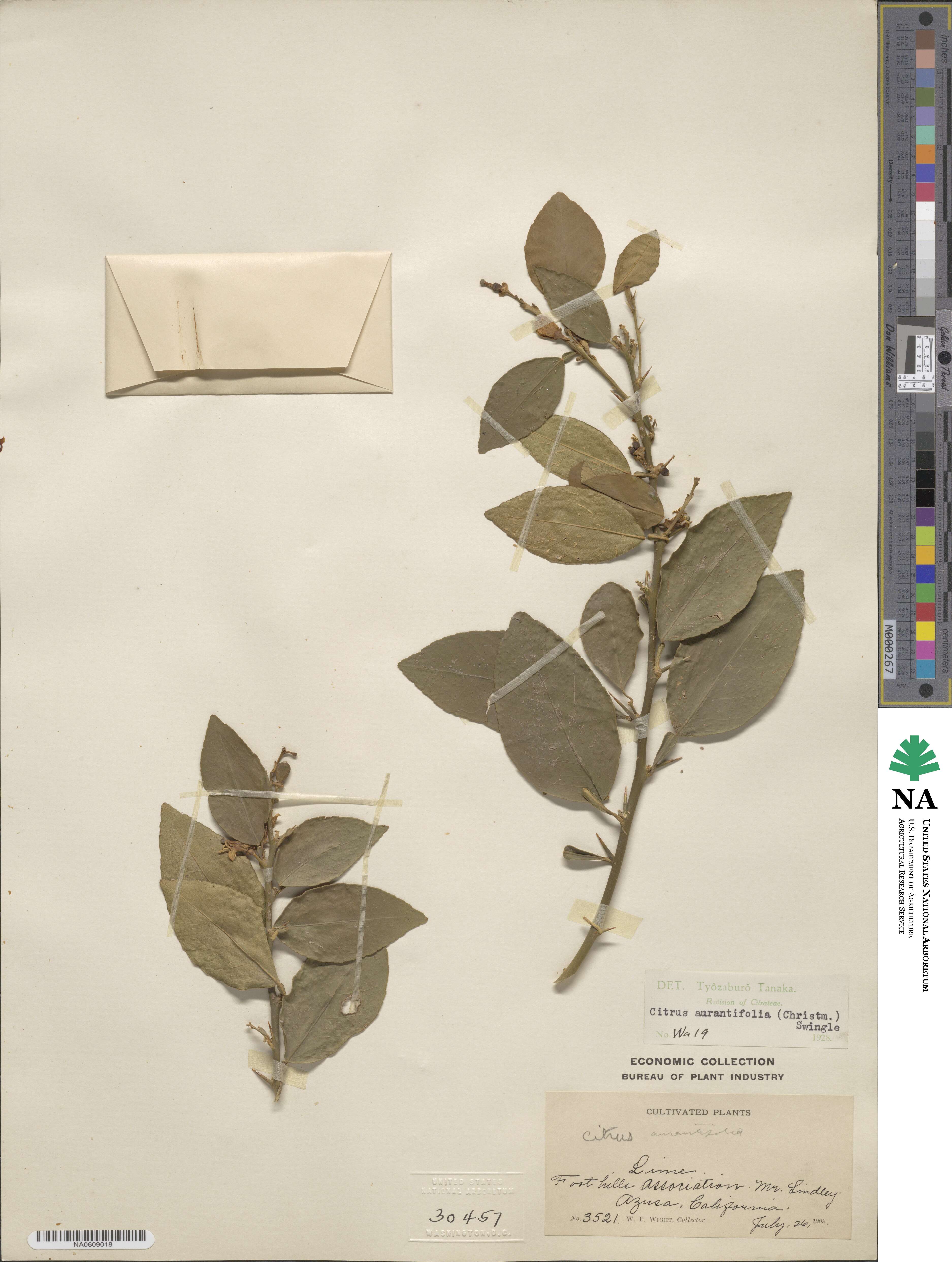 Citrus aurantiifolia image